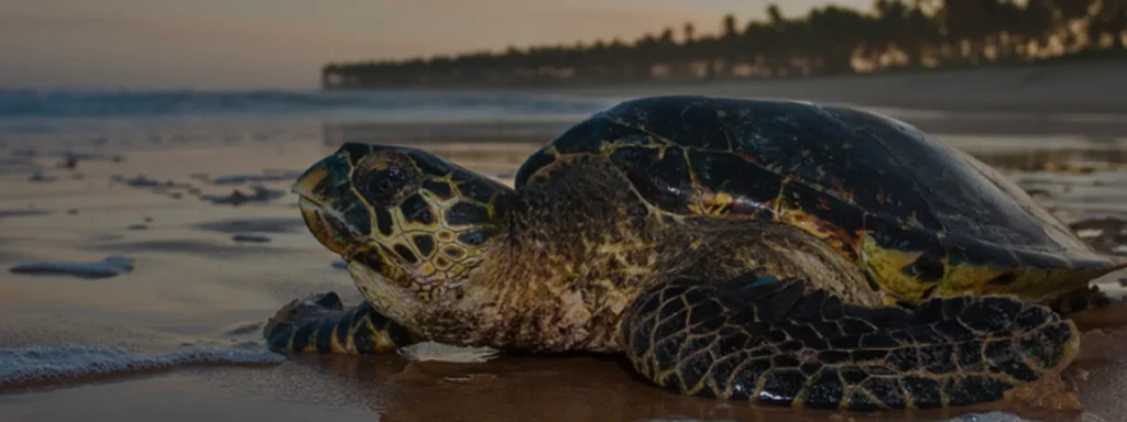 Regência Augusta - Observação de desova de tartarugas marinhas
